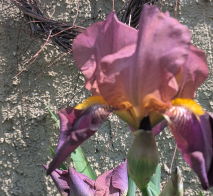 iris