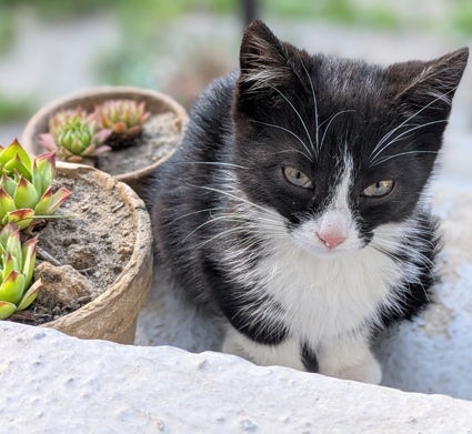 katze